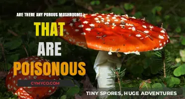 Toxic Porosity: Unveiling the Dangers of Poisonous Mushrooms