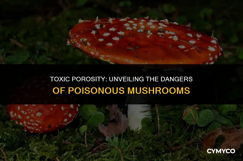 are there any porous mushrooms that are poisonous