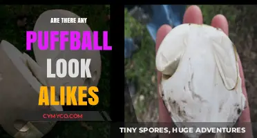 Exploring the World of Puffball Lookalikes: A Comprehensive Guide