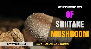 Exploring the Varieties: A Guide to Different Types of Shiitake Mushrooms