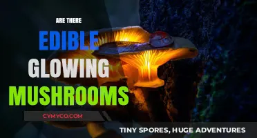 Nature's Bioluminescent Bounty: Exploring Edible Glowing Mushrooms