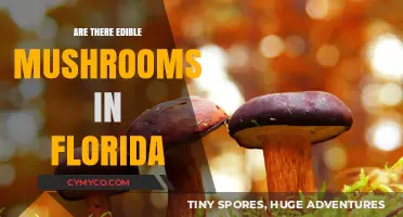 Exploring Florida's Edible Mushrooms: A Guide to Safe Foraging