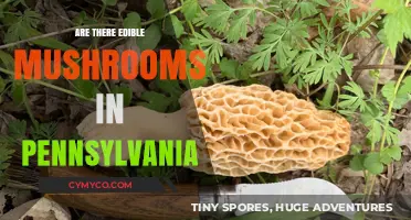Exploring Pennsylvania's Edible Mushrooms: A Guide for Foragers