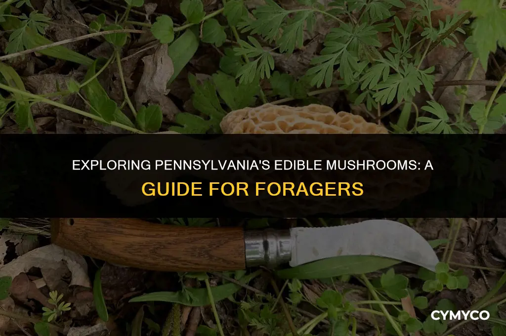 are there edible mushrooms in pennsylvania