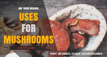 Exploring the Medical Potential of Mushrooms: Uses and Benefits