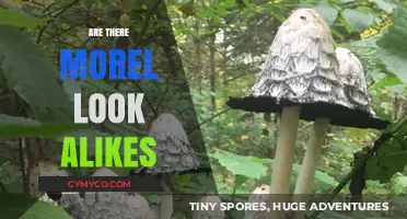 Exploring the Forest Floor: Discovering Morel Mushroom Look-Alikes