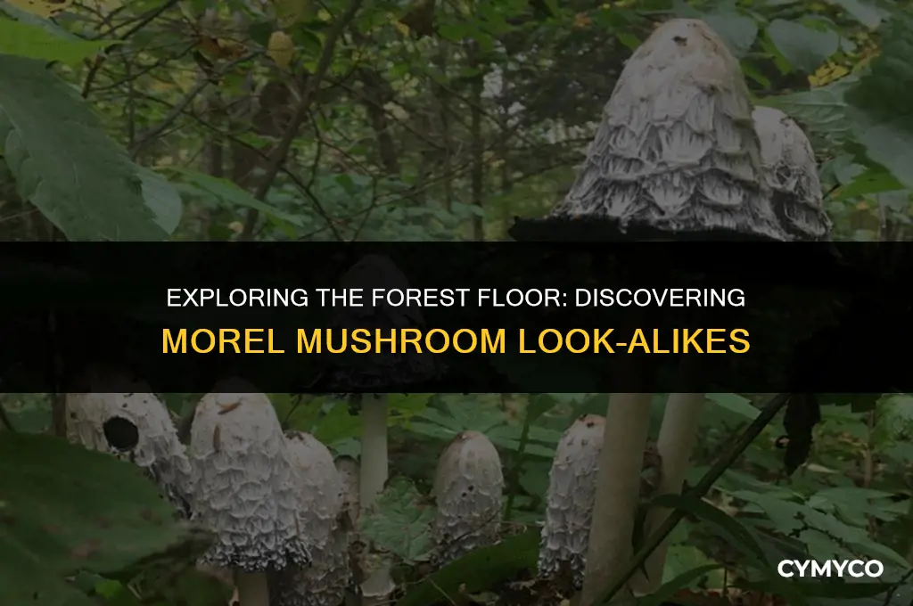 are there morel look alikes