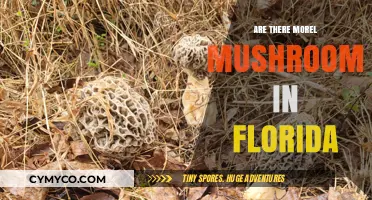 Exploring Florida's Forests: A Quest for Morel Mushrooms