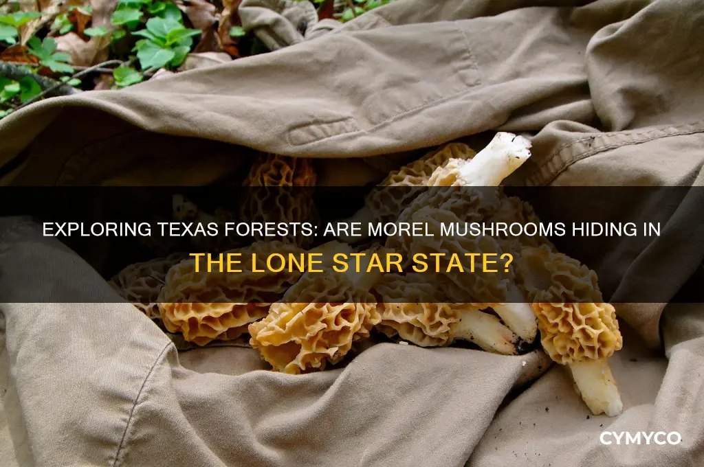are there morel mushrooms in texas