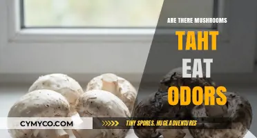 Nature's Cleanup Crew: Exploring Mushrooms That Devour Odors