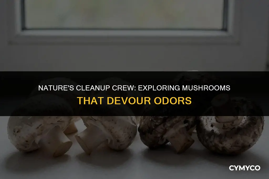 are there mushrooms taht eat odors