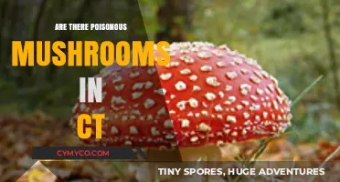 Exploring Connecticut's Forests: A Guide to Poisonous Mushrooms