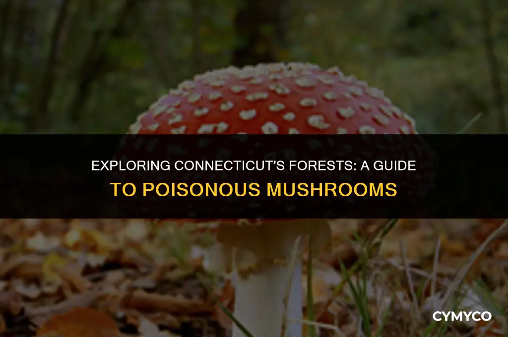 are there poisonous mushrooms in ct
