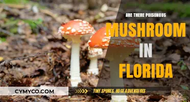 Exploring Florida's Fungi: A Guide to Poisonous Mushrooms