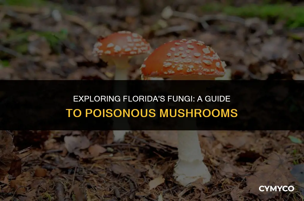 are there poisonous mushrooms in florida