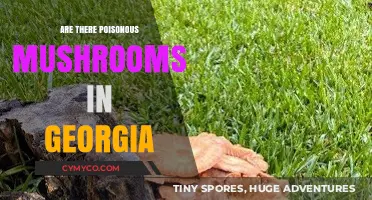 Exploring Georgia's Mycological Landscape: A Guide to Poisonous Mushrooms