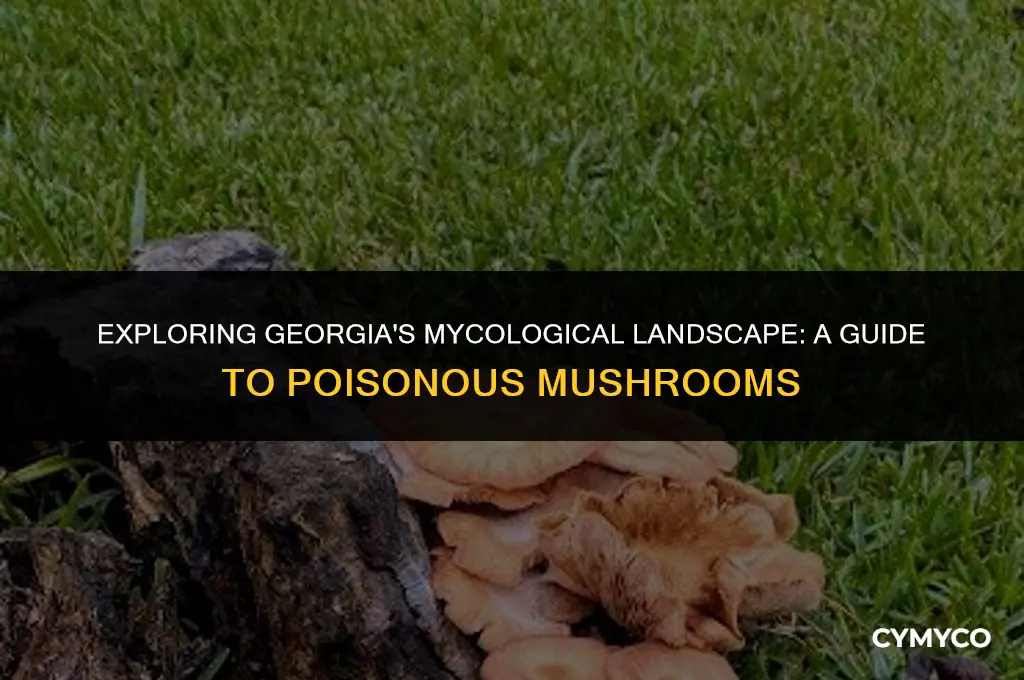 are there poisonous mushrooms in georgia