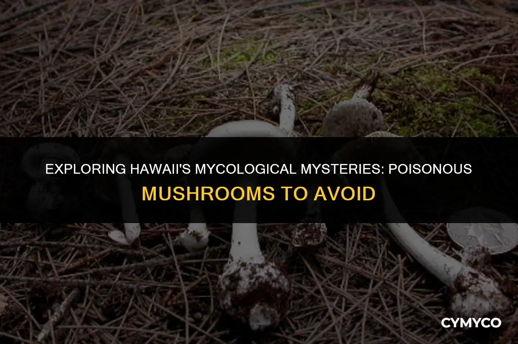 are there poisonous mushrooms in hawaii