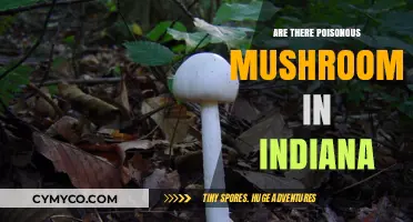 Exploring Indiana's Forests: A Guide to Poisonous Mushrooms