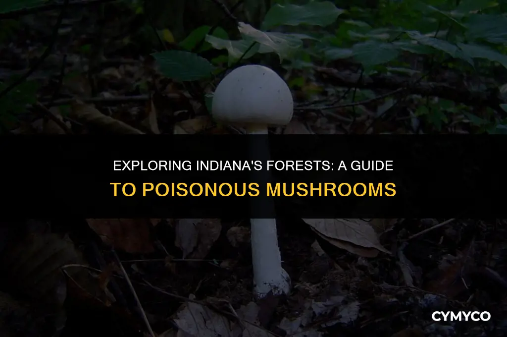 are there poisonous mushrooms in indiana