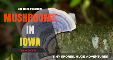 Exploring Iowa's Wild Mushrooms: A Guide to Poisonous Varieties