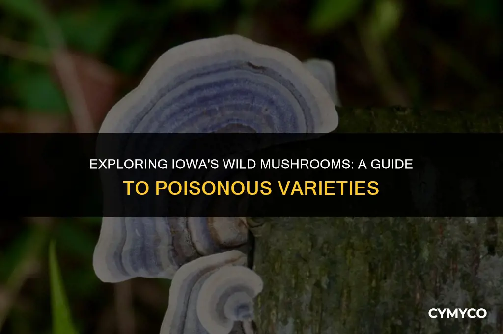 are there poisonous mushrooms in iowa