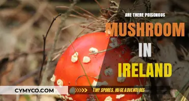 Exploring Ireland's Mycological Hazards: A Guide to Poisonous Mushrooms
