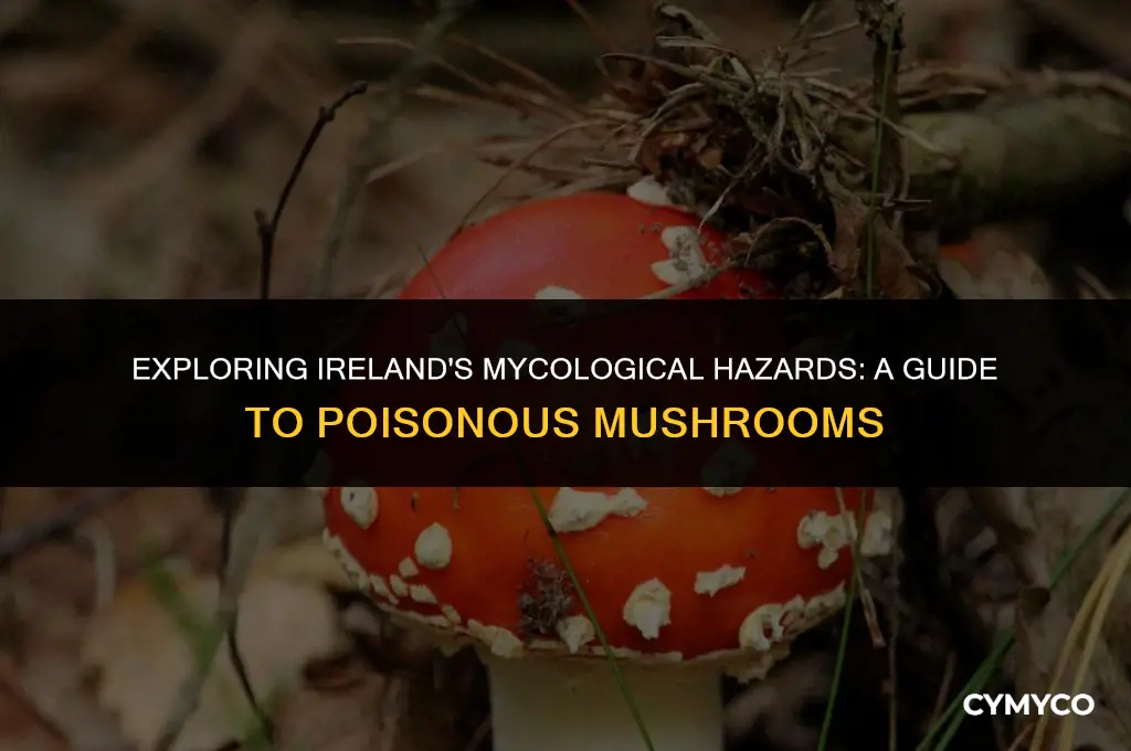 are there poisonous mushrooms in ireland