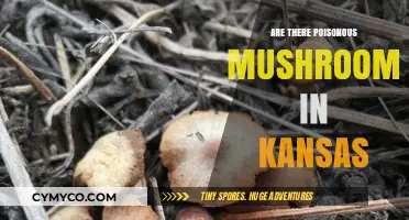 Exploring Kansas Forests: A Guide to Poisonous Mushrooms