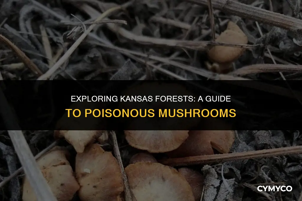 are there poisonous mushrooms in kansas