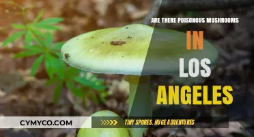 Exploring the Toxic Fungi Scene in Los Angeles: A Guide to Poisonous Mushrooms