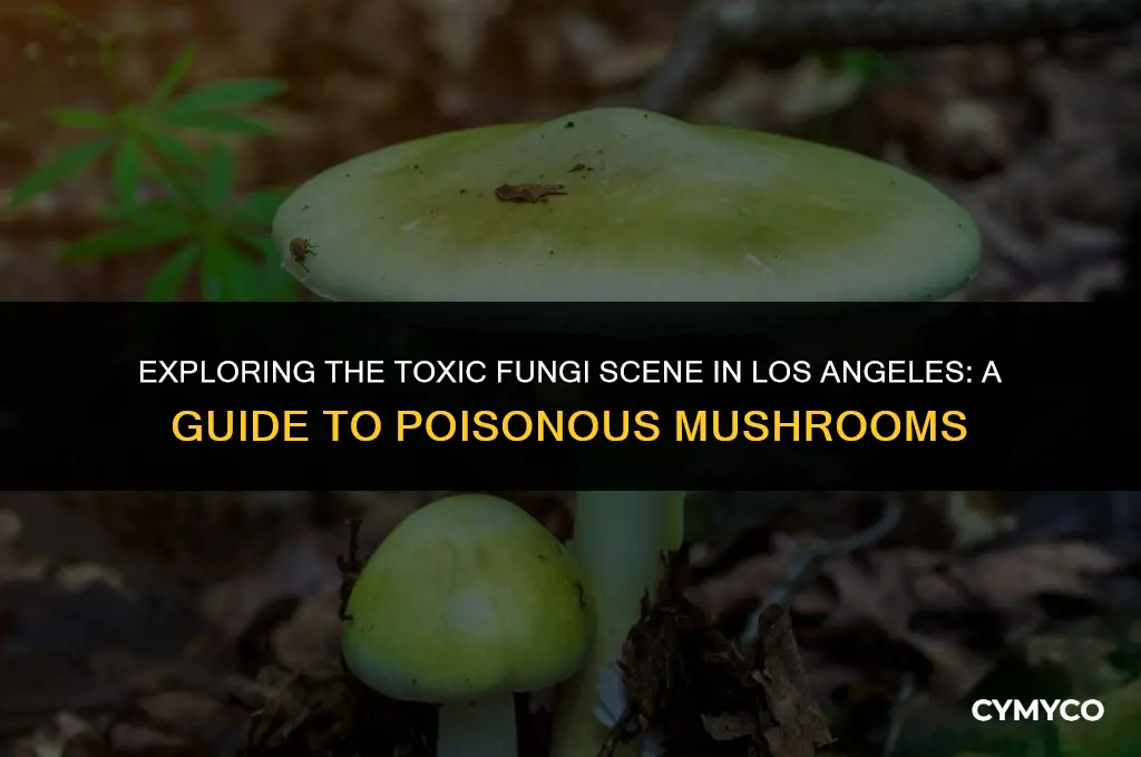 are there poisonous mushrooms in los angeles