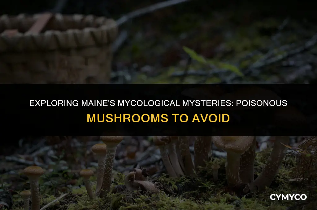 are there poisonous mushrooms in maine