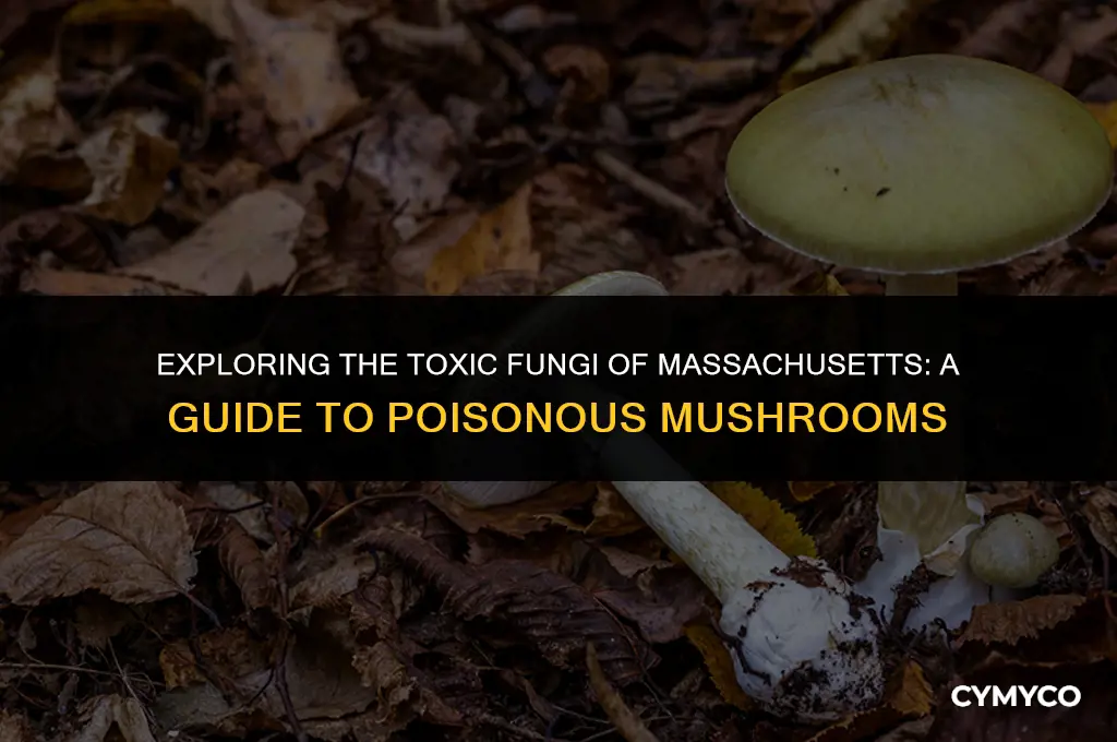 are there poisonous mushrooms in massachusetts
