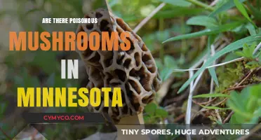 Exploring Minnesota's Mycological Hazards: A Guide to Poisonous Mushrooms