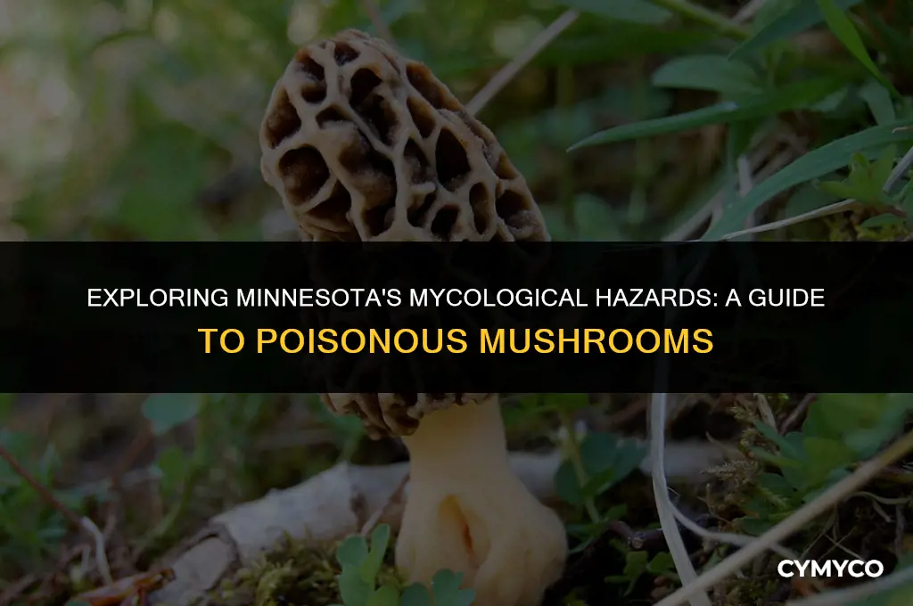 are there poisonous mushrooms in minnesota