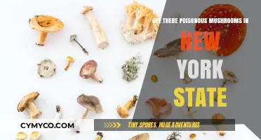 Exploring the Toxic Fungi of New York State: A Guide to Poisonous Mushrooms
