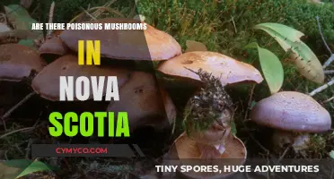 Exploring Nova Scotia's Forests: A Guide to Poisonous Mushrooms