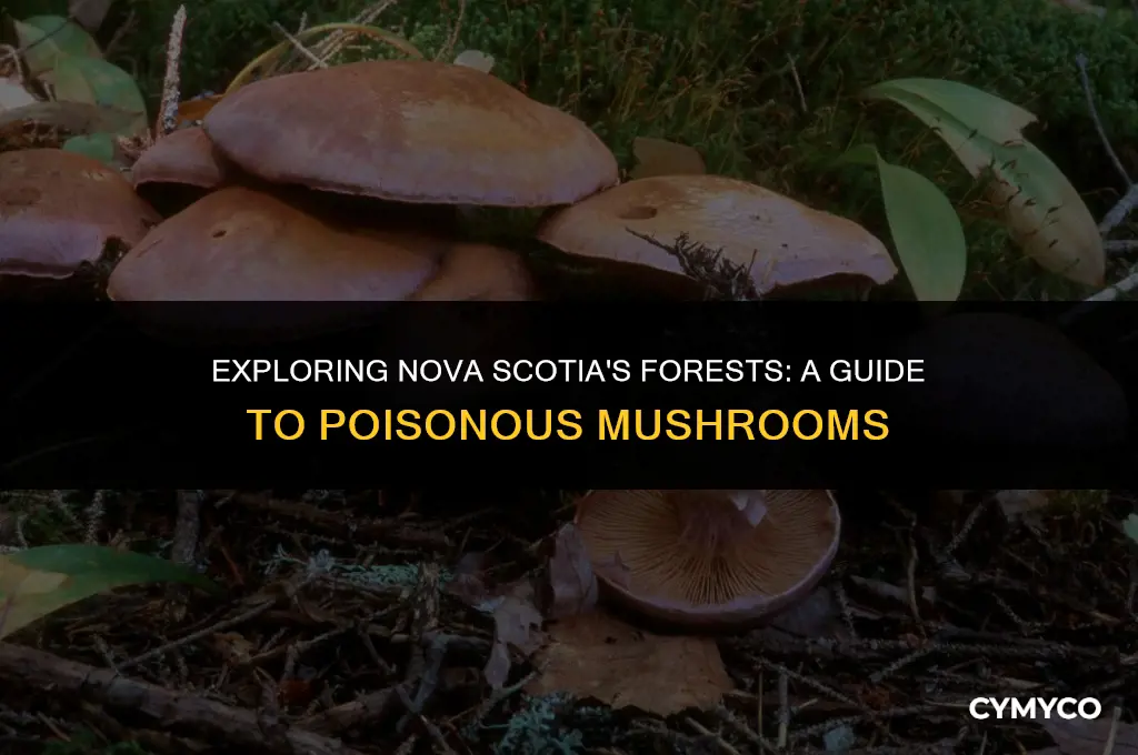 are there poisonous mushrooms in nova scotia