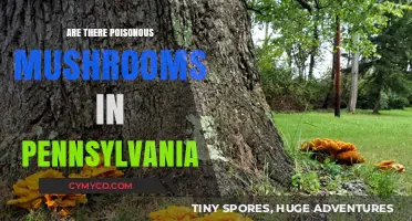 Exploring Pennsylvania's Forests: A Guide to Poisonous Mushrooms