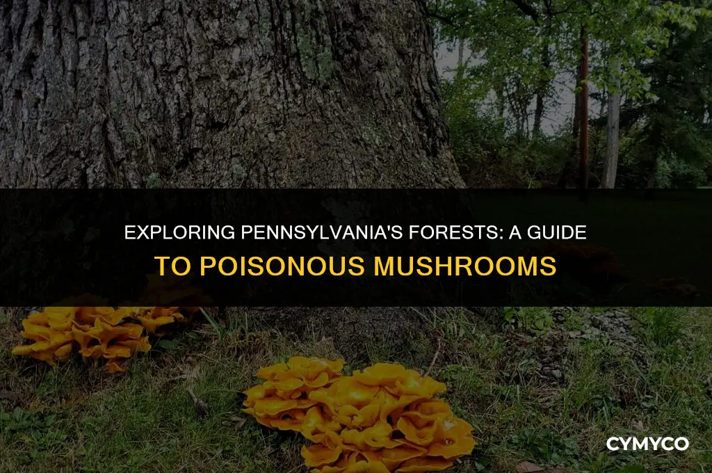 are there poisonous mushrooms in pennsylvania