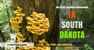 Exploring South Dakota's Mycological Mysteries: Poisonous Mushrooms Unveiled