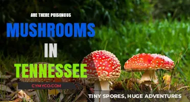 Exploring Tennessee's Toxic Mushrooms: A Guide to Poisonous Varieties