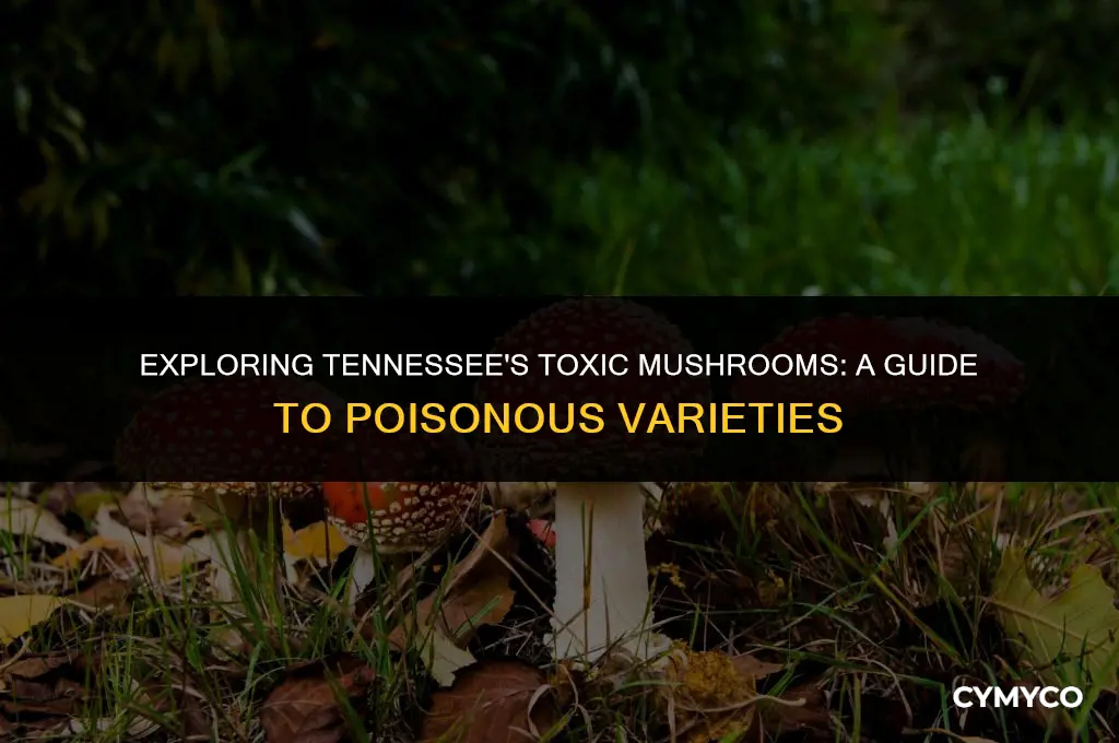 are there poisonous mushrooms in tennessee