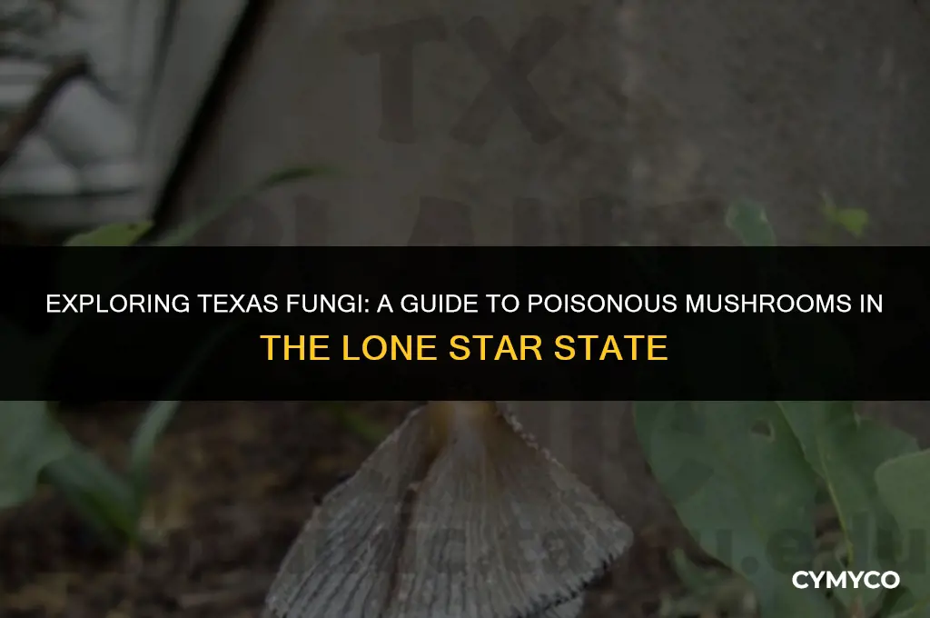 are there poisonous mushrooms in texas