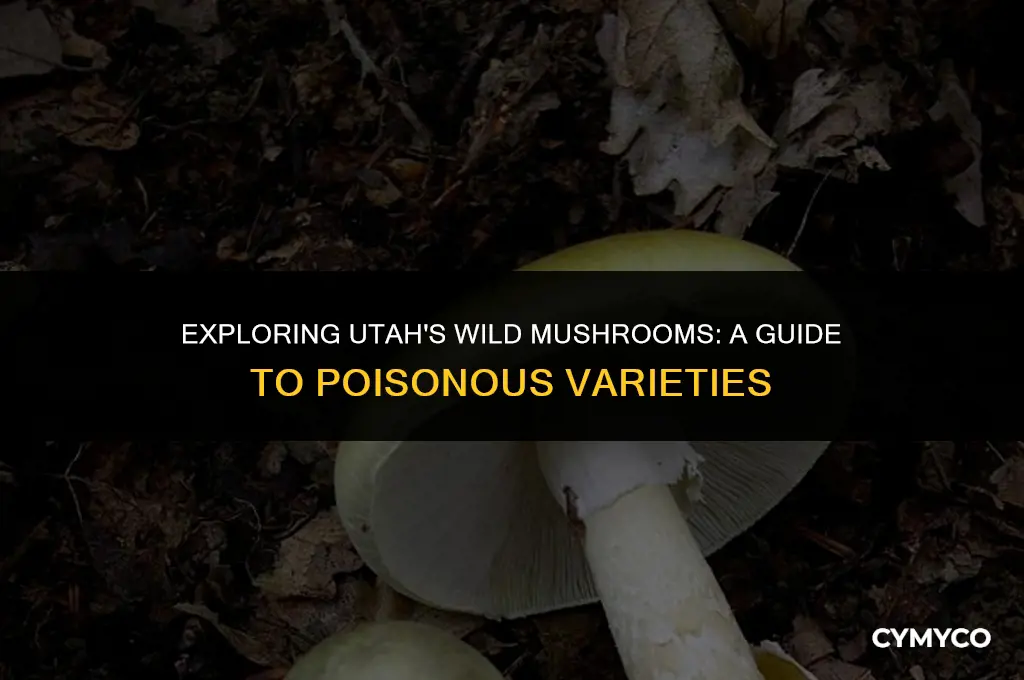are there poisonous mushrooms in utah