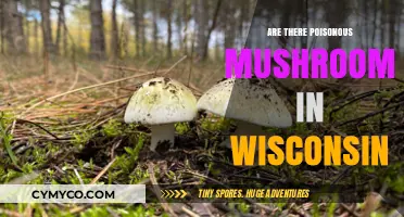 Exploring Wisconsin's Wild Mushrooms: A Guide to Poisonous Varieties