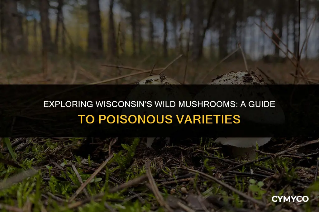are there poisonous mushrooms in wisconsin