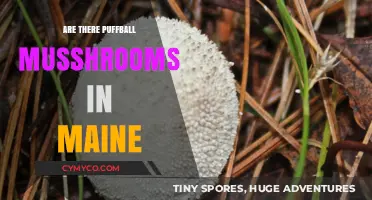Discovering Maine's Hidden Gems: A Guide to Puffball Mushrooms