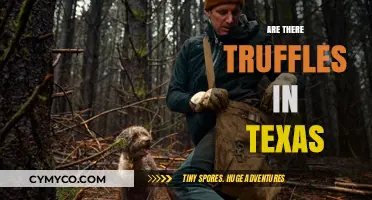 Texas Truffle Treasures: Uncovering the Lone Star State's Fungal Delicacies